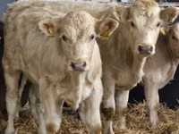 أبقار (دفعة، الجنس غير محدد), Simmental cattle — الصورة 2