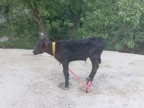 公牛, Cattle — 乌兹别克斯坦