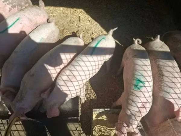 Säue, Schweine