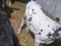 Bulle, Russian Black pied cattle — Foto 8
