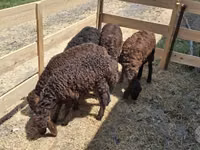 Widder, Blackheaded Persian sheep — Foto 4
