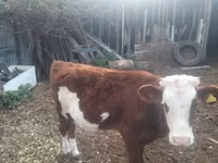 Rinder (Partie, Geschlecht nicht angegeben), Simmental cattle — Foto 1