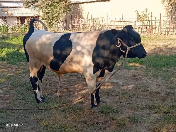Bull, Simmental cattle