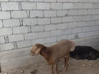 كبش, الأغنام — الصورة 2