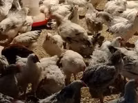 Chickens — Foto 2