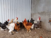 Brahma — Foto 3