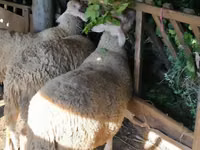 كبش, Baerchuke sheep — الصورة 3