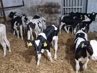 Bulle, Russian Black pied cattle — Foto 1