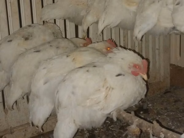 Chickens