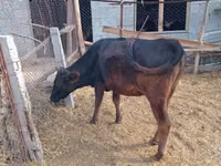 Vaca, Ganado vacuno — foto 2