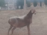 Schaf, Arashan sheep — Foto 1