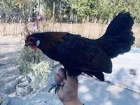 Chickens — foto 6