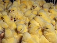 Chickens — फ़ोटो 2