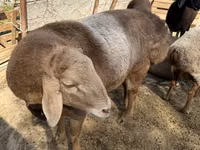 मेढ़ा, Arashan sheep — फ़ोटो 3