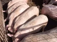 خنزير ذكر, الخنازير — الصورة 1
