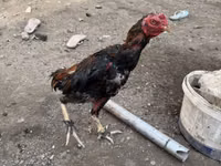 Chickens — Foto 1