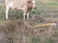 Сиыр, Simmental cattle — 1-сурет