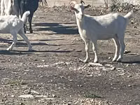 عنزة, الماعز — الصورة 4