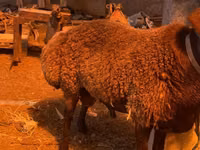Carnero, Hissar sheep — foto 5