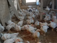 Chickens — Foto 2