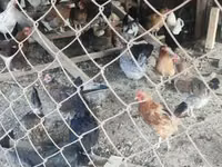 Chickens — Foto 2