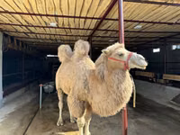 جمل, الجمال — الصورة 1