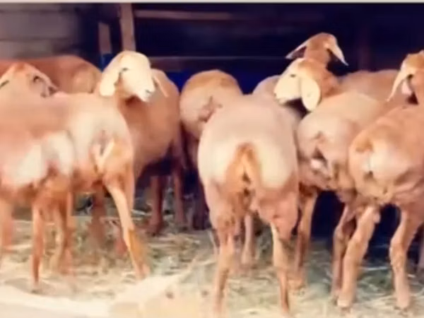 نعجة, Arashan sheep — كازاخستان