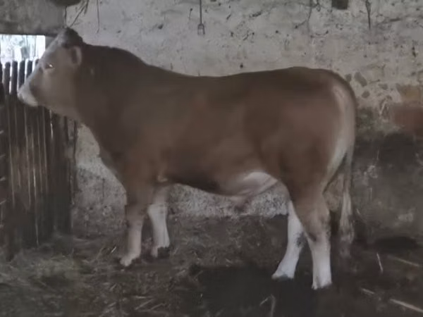 公牛, Charolais cattle