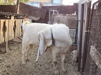 Ziegenbock, Gulabi goats — Foto 1