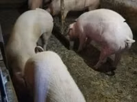 Шошқалар (топ, жынысы көрсетілмеген), Шошқалар — 3-сурет
