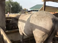 Yegua, Caballos — foto 4