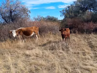 Kuh, Swiss cattle — Foto 2