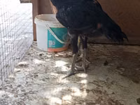 Chickens — Foto 8