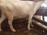 Cabra, Saanen goat — foto 2
