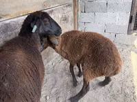 Schaf, Karakul sheep — Foto 6