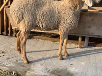 نعجة, Arashan sheep — الصورة 2