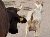Ziege, Saanen goat — Foto 5