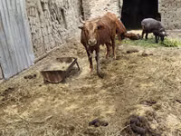 Toro, Ganado vacuno — foto 4