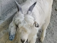 Ziege, Alpine goat — Foto 2