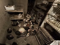 Turkeys — foto 4