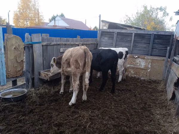 母牛, Cattle