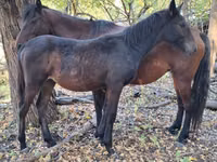 Pferde (Partie, Geschlecht nicht angegeben), Karachay horse — Foto 4