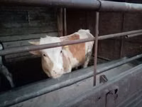 Toro, Simmental cattle — foto 5