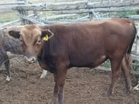 公牛, Cattle — 照片 1