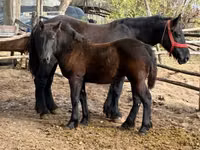 Mare, Horses — photo 8