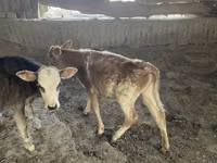Cow, Cattle — photo 7