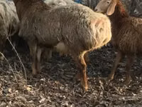Carnero, Arashan sheep — foto 3