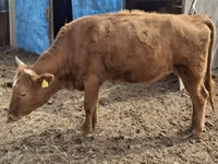 Sigir, Latvian Blue cattle — 1-rasm
