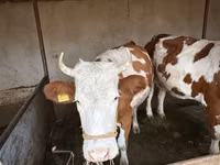 Sigir, Latvian Blue cattle — 8-rasm