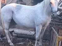 Mare, Horses — photo 3